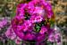 Rosa Blüten von Leopold Brix