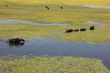 Waterbuffels in het stuwmeer van Kerkini - Griekenland van ADLER & Co / Caj Kessler