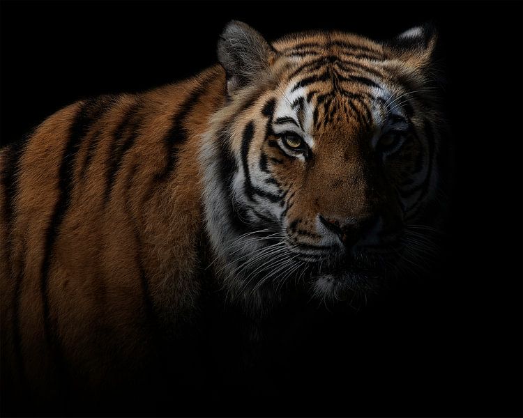 Gefährlicher Tiger in der Dunkelheit von Patrick van Bakkum