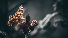 butterfly by Bjorn Brekelmans