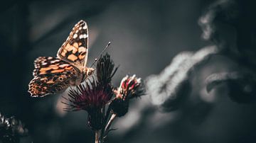 Schmetterling von Bjorn Brekelmans