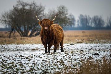 Schotse Hooglander winters van Jan Georg Meijer