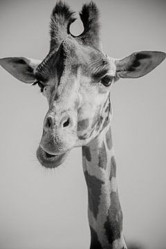 Giraffe head, natural but still stylish by Fotografia Elegante