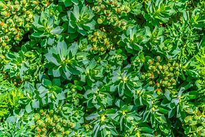 Euphorbia helioscopia – Sonnwend-Wolfsmilch