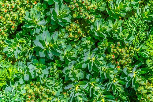 Euphorbia helioscopia - Zonnewende wolfsmelk