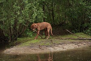 Wasserspiele am See mit einem braunen Magyar Vizsla Drahthaar.