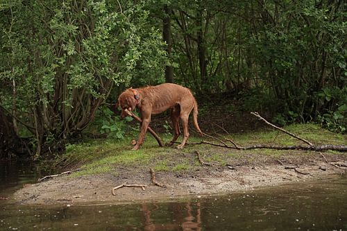 Waterspelletjes aan het meer met een bruine Magyar Vizsla draadhaar.