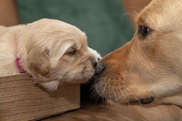 Moeder en puppy Golden Retriever van Jolanda Aalbers