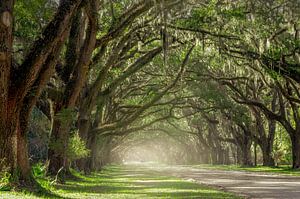 Oak Alley Wormsloe