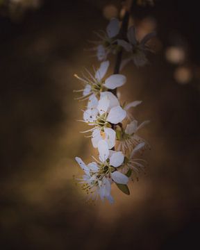 Blossom branch van Sandra Hazes