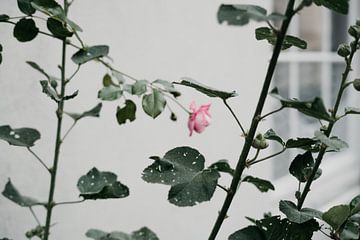 Roze roos in de stad | Natuur fotografie print van AIM52 Shop