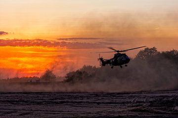 Cougar en action pendant la période d'interdiction sur Aron van Oort