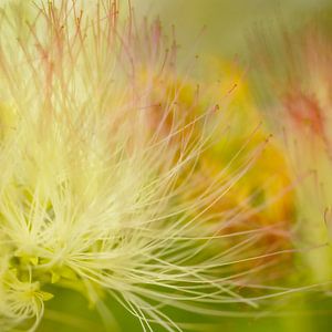 Sanfte, farbenfrohe Stimme der Natur.