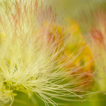 Soft colorful voice of nature. van Alie Ekkelenkamp