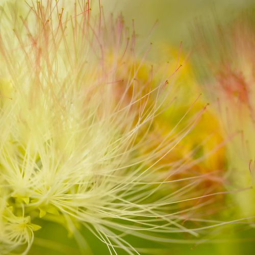 Sanfte, farbenfrohe Stimme der Natur. von Alie Ekkelenkamp