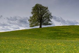 Zwischen Licht und Schatten – Die stille Poesie der Rotbuche