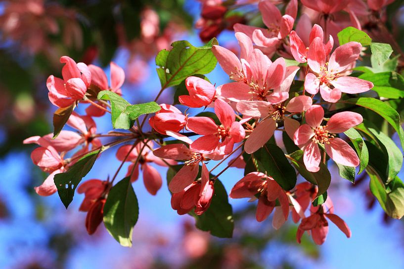 Flowers blooming trees  by Jolanta Mayerberg