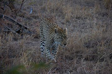 Luipaard op jacht in het  Krugerpark / Manyeleti in Zuid-Afrika. van Morena 68