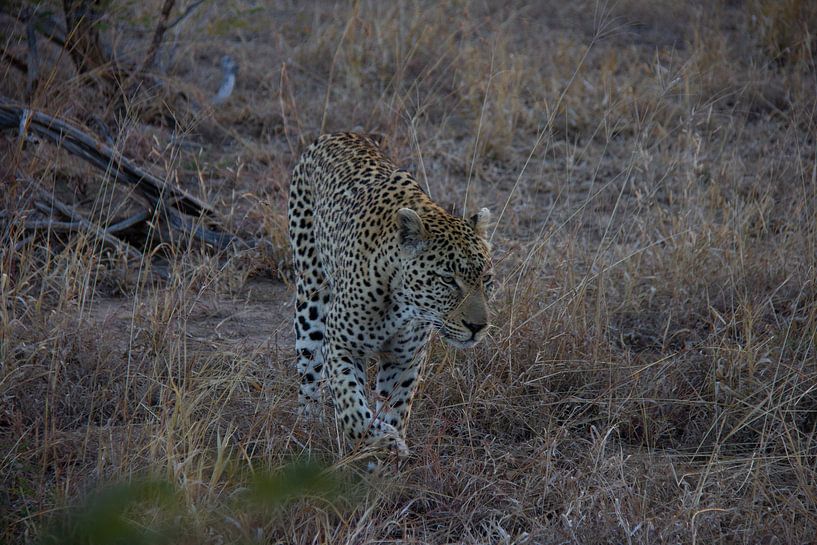 Der Leopard auf der Jagd von Morena 68
