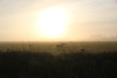 Texel Landschap 031
