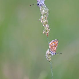 Icarus blues by Martin van der Kruijk