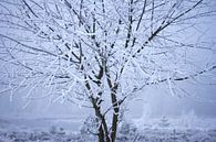 Winterfoto, een boom bedekt onder een laagje sneeuw van Karijn | Fine art Natuur en Reis Fotografie thumbnail