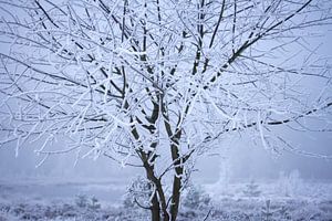 Winterfoto, een boom bedekt onder een laagje sneeuw van Karijn | Fine art Natuur en Reis Fotografie