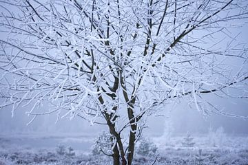 Winterfoto, ein unter einer Schneeschicht bedeckter Baum von Karijn | Fine art Natuur en Reis Fotografie