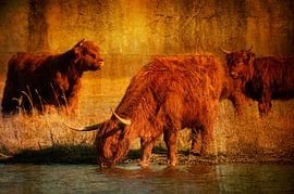 Schottische Highlander von Anita Loos