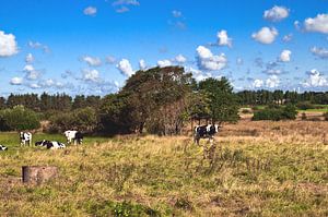 Spätsommerliche Weide mit Kühen in Dänemark 