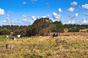 Nazomerweide met koeien in Denemarken van Silva Wischeropp