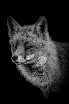 Vossen: Stoer portret van een vos in zwart-wit van Marjolein van Middelkoop
