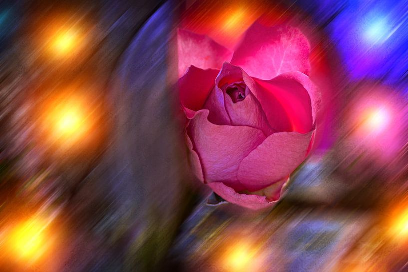 KÜNSTLICHE INTELLIGENZ : ROSEN ERLEUCHTUNG von Photoart-Naegele