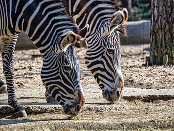 Grévy-Zebra von Beeld Creaties Ed Steenhoek | Fotografie und künstliche Bilder