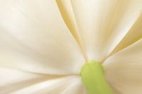Weiße Tulpe fine-art