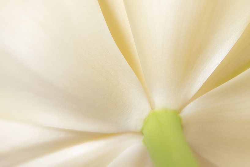 Weiße Tulpe fine-art von Studio Wings
