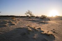 Die niederländische Sahara
