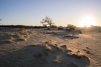 De Nederlandse Sahara