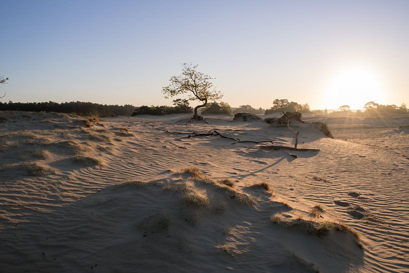 Die niederländische Sahara von Daniel Van der Brug