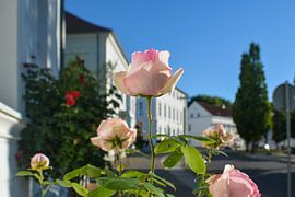 pink high trunk roses at the Circus in Putbus on the island of Rügen by GH Foto & Artdesign