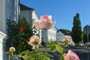 rosa Hochstammrosen am Circus in Putbus auf Rügen