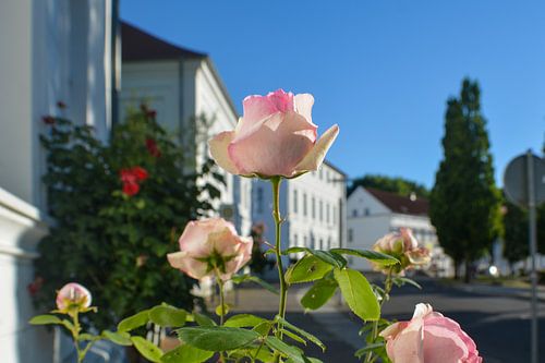 roze hoogstamrozen bij het Circus in Putbus op het eiland Rügen