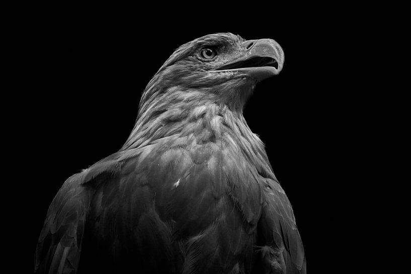 White-tailed eagle - Haliaeetus albicilla by Thomas Marx