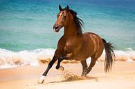 Galopperend paard op het strand met blauwe zee in Portugal van Yvette Baur thumbnail