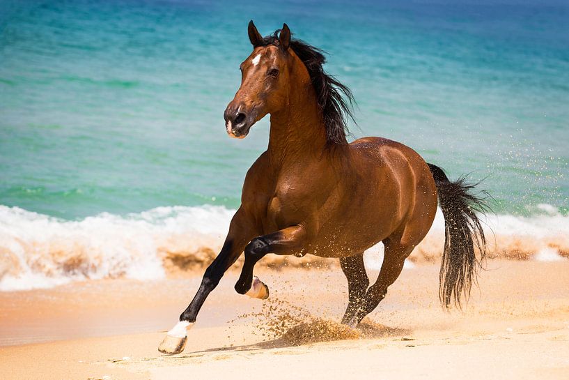 Galopperend paard op het strand met blauwe zee in Portugal van Yvette Baur
