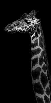 Profil latéral de la girafe