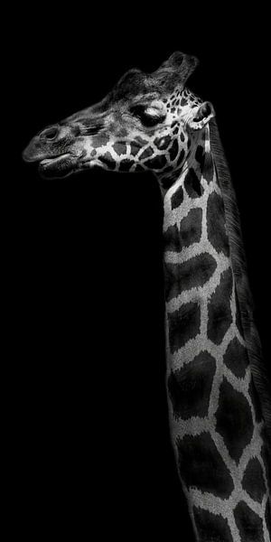 Giraffe side profile by Mirthe Vanherck