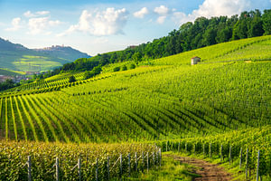 Weinberge der Langhe. Die Dörfer Barolo und La Morra im Hintergrund