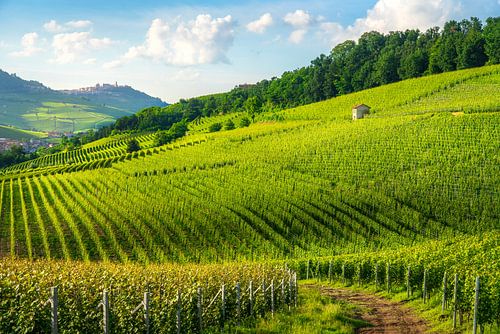 Langhe wijngaarden. Barolo en La Morra dorpen op de achtergrond