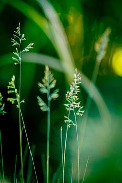 Decelerated grasses with bokeh by Stefan Kreisköther